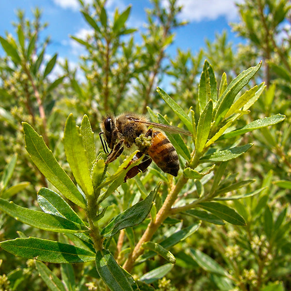 Artepelin C